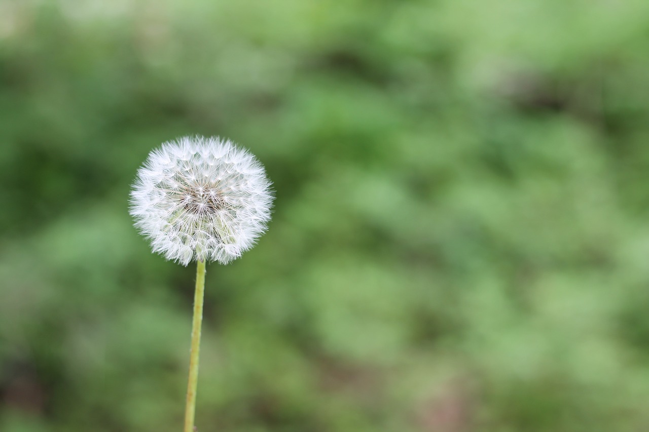 Safety Measures for Allergy Sufferers